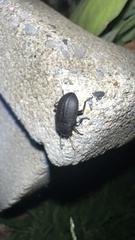 Asiopus minimus