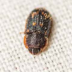Eucicones marginalis