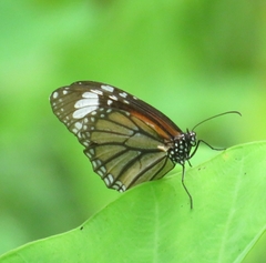 Danaus genutia