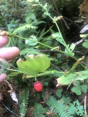 Streptopus amplexifolius