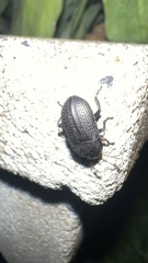 Asiopus minimus