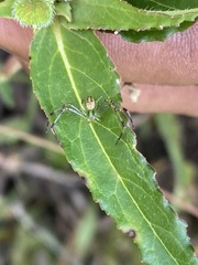 Mecaphesa asperata