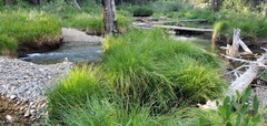 Carex lenticularis