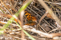 Polygonia gracilis