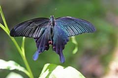 Papilio dialis