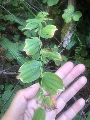 Streptopus amplexifolius