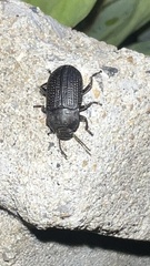 Asiopus minimus