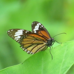 Danaus genutia