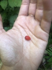 Streptopus amplexifolius