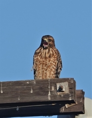 Buteo lineatus elegans