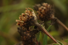 Centaurea phrygia pseudophrygia