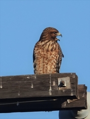 Buteo lineatus elegans