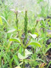 Bouchea prismatica