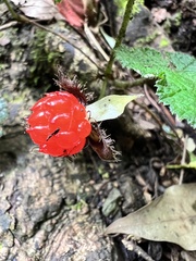 Rubus pectinellus