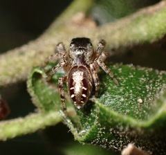 Pelegrina aeneola