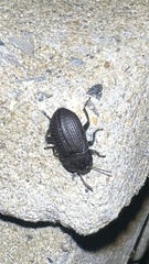 Asiopus minimus