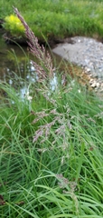 Calamagrostis