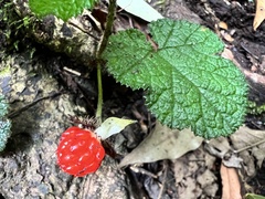 Rubus pectinellus