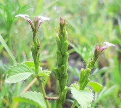 Bouchea prismatica