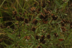 Centaurea phrygia pseudophrygia