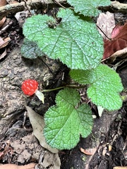 Rubus pectinellus