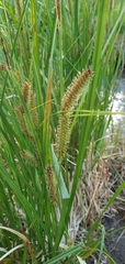 Carex utriculata