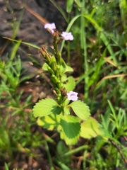 Bouchea prismatica