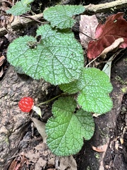 Rubus pectinellus