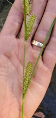 Carex utriculata