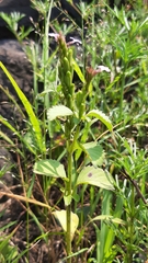 Bouchea prismatica