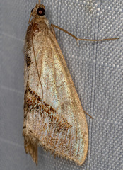 Evergestis obliqualis