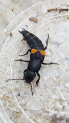 Platydracus fossator