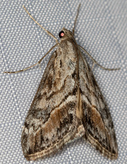 Evergestis subterminalis