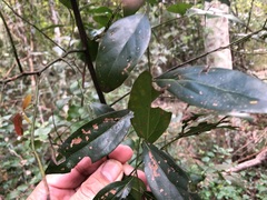 Cryptocarya triplinervis