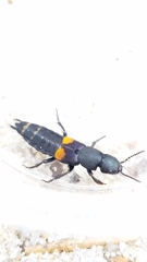 Platydracus fossator