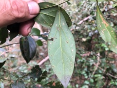 Cryptocarya triplinervis