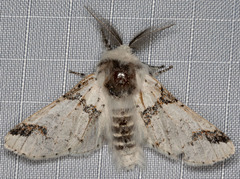 Furcula scolopendrina