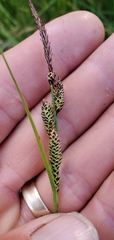 Carex kelloggii