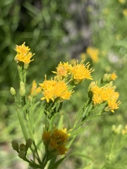 Euthamia occidentalis