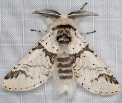 Furcula scolopendrina