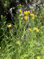 Euthamia occidentalis