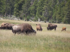 Bison bison