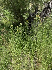 Euthamia occidentalis