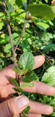 Betula glandulosa