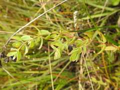 Hypericum scouleri