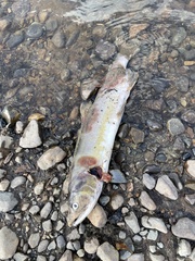 Oncorhynchus gorbuscha