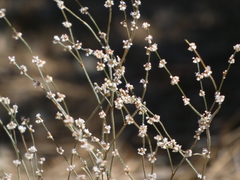 Eriogonum gracile