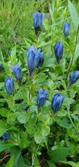 Gentiana calycosa