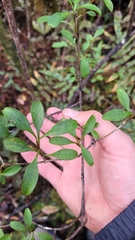 Coprosma foetidissima