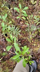 Coprosma foetidissima